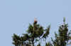 Havsorn-900-110727.jpg (110298 byte)