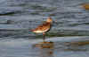 Karrsnappa-900-110727.jpg (121465 byte)