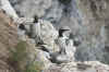 Sillgrissla-900-7-110717.jpg.jpg (129563 byte)