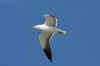 Silltrut-900-110727.jpg (42312 byte)