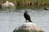 Storskarv-900-110714.jpg (128899 byte)